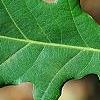 Quercus robur, leaves