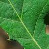 Quercus robur, leaves