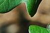 Quercus robur, leaves