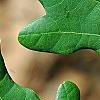 Quercus robur, leaves