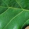Quercus robur, leaves