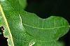 Quercus robur