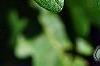 Quercus robur