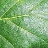 Quercus robur
