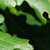 Quercus robur