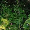 Dicentra spectabilis 'Gold Heart', habit