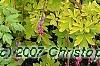 Dicentra spectabilis 'Gold Heart', habit