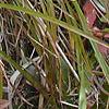 Gentiana crinita