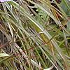 Gentiana crinita