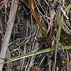 Gentiana crinita
