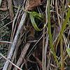 Gentiana crinita