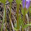 Gentiana crinita