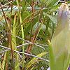 Gentiana crinita