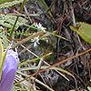 Gentiana crinita