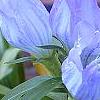 Gentiana saponaria