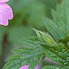Geranium endressii 'Wargrave's Pink', flowers