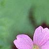 Geranium endressii 'Wargrave's Pink', flowers
