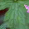 Geranium endressii 'Wargrave's Pink', flowers