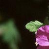 Geranium macrorrhizum 'Bevan's Variety', flowers