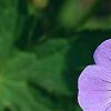 Geranium 'Rozanne', flowers