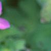 Geranium wlassovianum, flowers