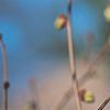 Corylopsis glabrescens