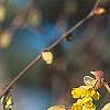 Corylopsis glabrescens