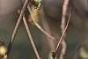 Corylopsis glabrescens