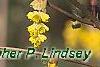 Corylopsis glabrescens