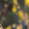 Corylopsis glabrescens