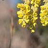 Corylopsis glabrescens