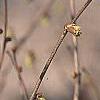 Corylopsis glabrescens