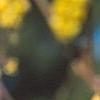 Corylopsis glabrescens