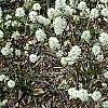 Fothergilla gardenii