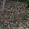 Fothergilla gardenii