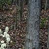 Fothergilla gardenii