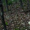 Fothergilla gardenii