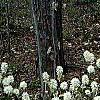 Fothergilla gardenii