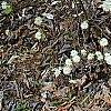 Fothergilla gardenii