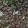 Fothergilla gardenii