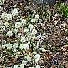 Fothergilla gardenii