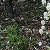 Fothergilla gardenii