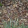 Fothergilla gardenii