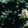 Fothergilla gardenii 'Mount Airy', flowers