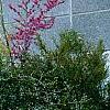 Loropetalum chinense var. rubrum 'Zhuzhou Fuschia'