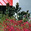 Loropetalum chinense var. rubrum 'Zhuzhou Fuschia'