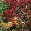 Loropetalum chinense var. rubrum 'Zhuzhou Fuschia'