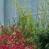 Loropetalum chinense var. rubrum 'Zhuzhou Fuschia'