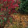 Loropetalum chinense var. rubrum 'Zhuzhou Fuschia'