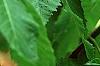 Aesculus x carnea